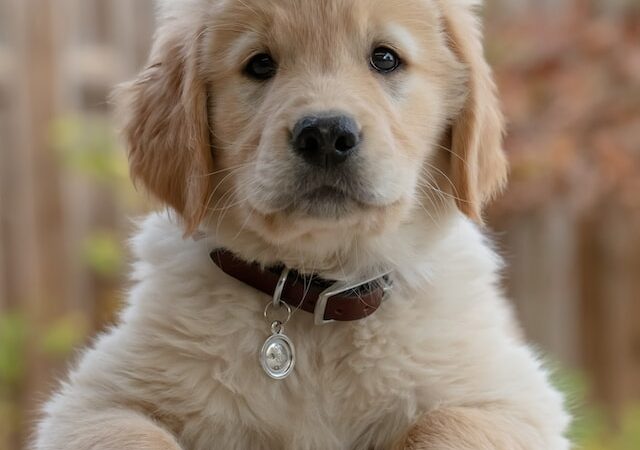 What to Look for When Buying a Golden Retriever Puppy