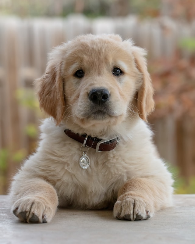 What to Look for When Buying a Golden Retriever Puppy