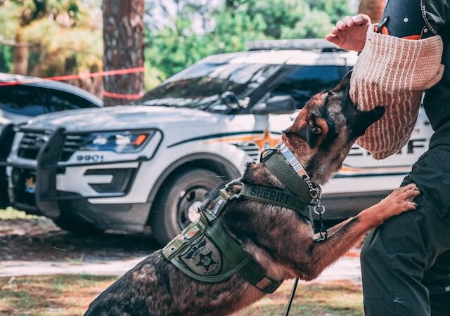 The Benefits of Canine Scent Detection For Law Enforcement Agencies